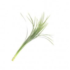 Lily Grass Variegated